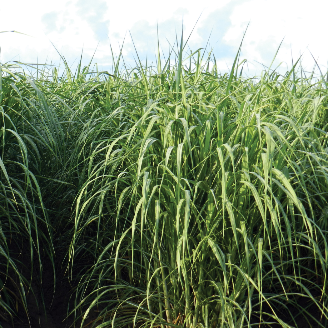 Dense green sugarcane canopy with upright leaves forming a thick stand in a field.